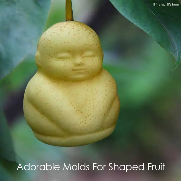 Grow Your Own Fun Shaped Fruit. Molds For Pears, Apples, Melons & More