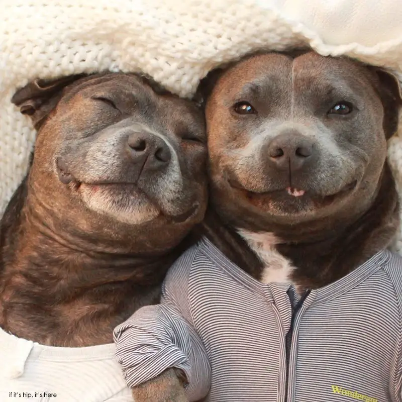 Meet Two Dogs Who Are Cuter In Onesies Than Your Kids Darren and