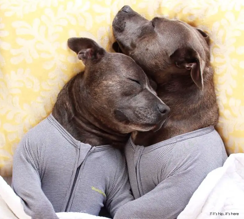puppies in onesies dogs in onesies www imgkid the image kid has it puppies in onesies dogs in onesies www imgkid the image kid has it