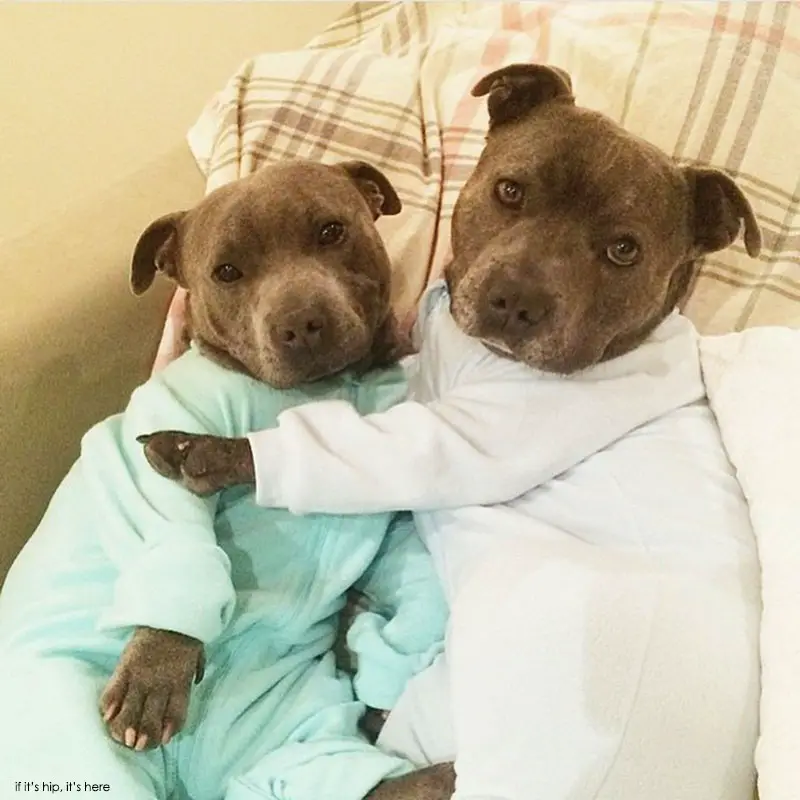 Meet Two Dogs Who Are Cuter In Onesies Than Your Kids Darren and