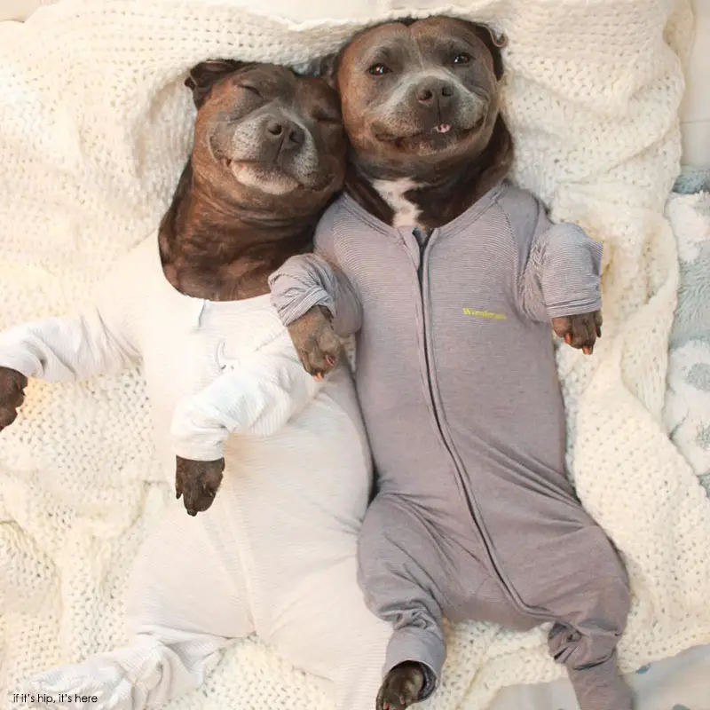 Meet Two Dogs Who Are Cuter In Onesies Than Your Kids Darren and