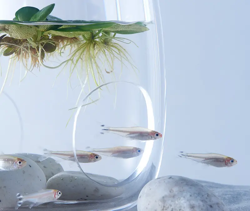 Waterscape Aquarium Exhibit architectural fish tanks