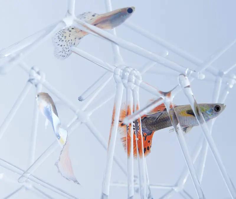 Waterscape Aquarium Exhibit architectural fish tanks