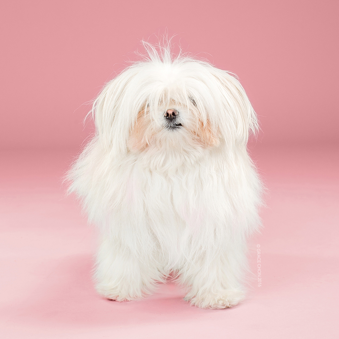 Grace Chon Dogs Before and After Grooming Photos