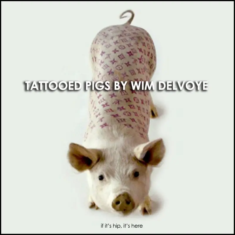 tattooed pigs by wim delvoye