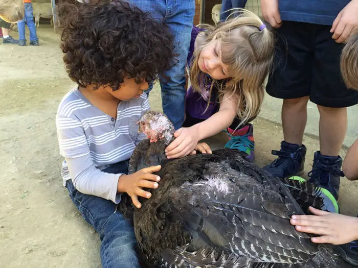 kids petting turkeys