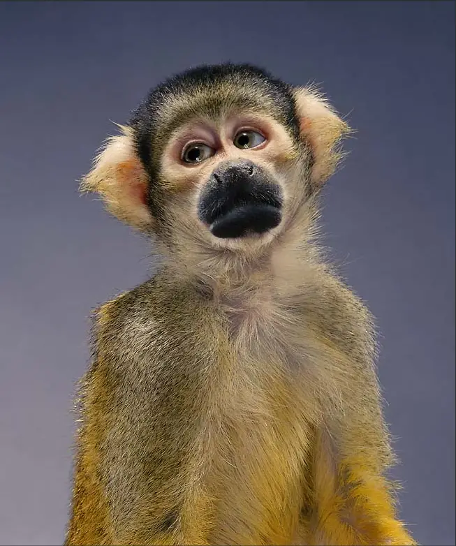 monkey photos by jill greenberg