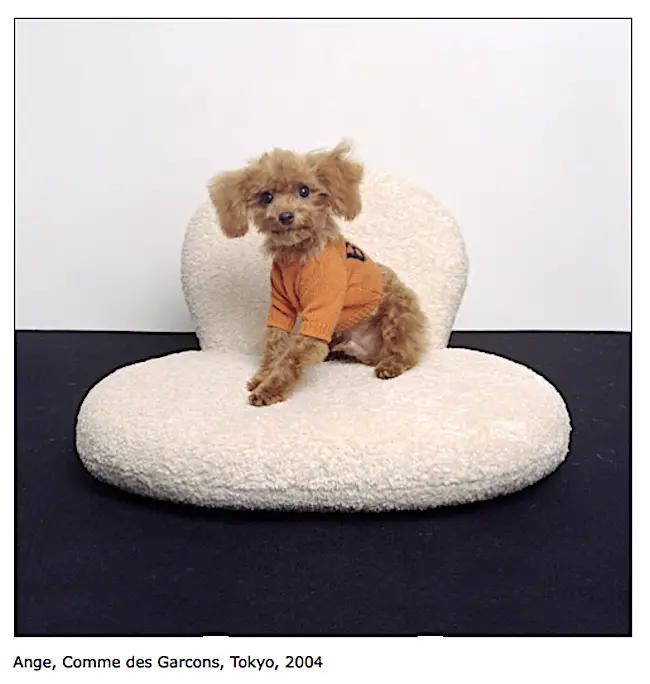 ange poodle on pouf