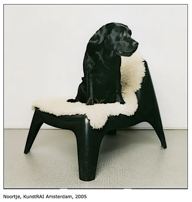 black lab on modern chair