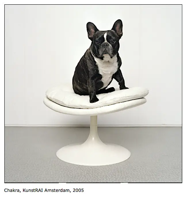 boston terrier on stool