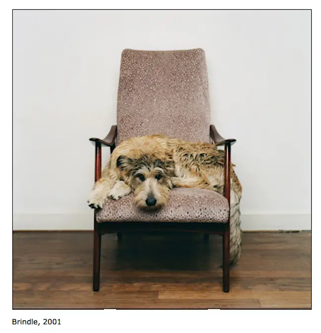 photos of dogs on chairs