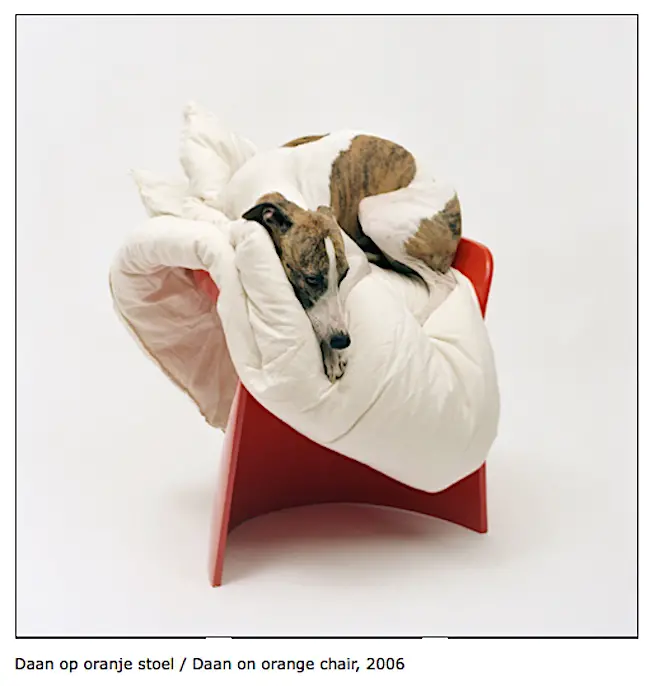 photos of dogs on chairs