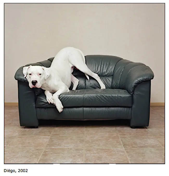 photos of dogs on chairs