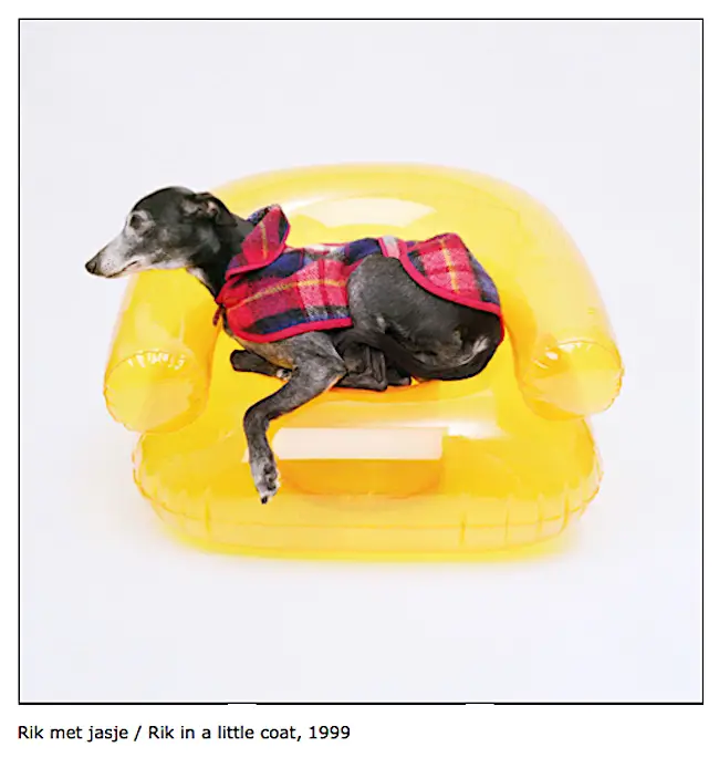 dog in jacket on inflatable chair