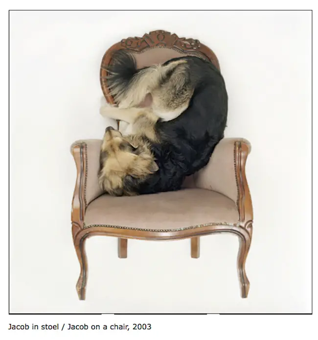 photos of dogs on chairs