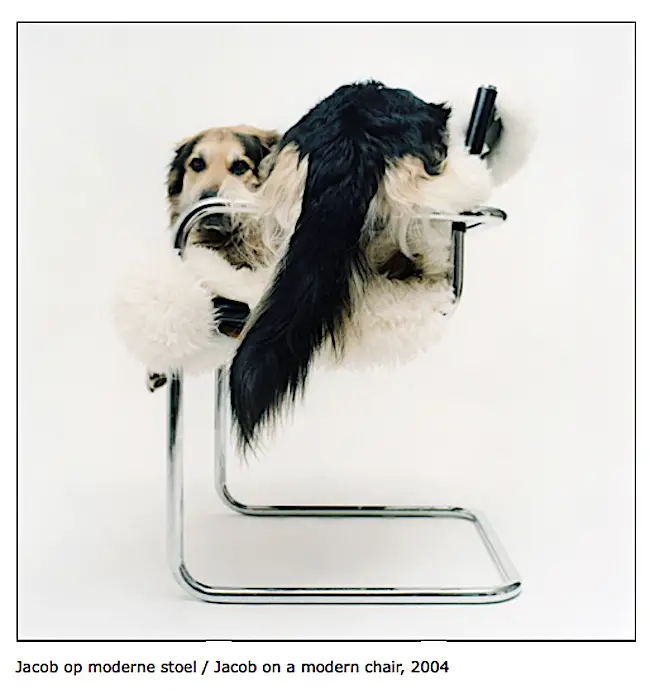 photos of dogs on chairs