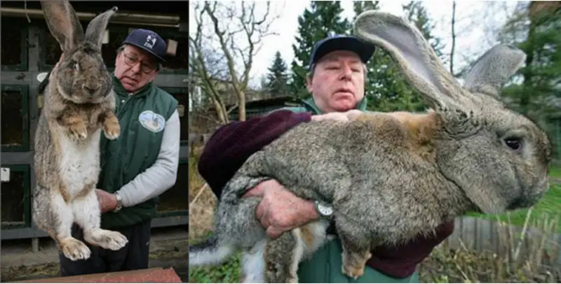 record winning large rabbit