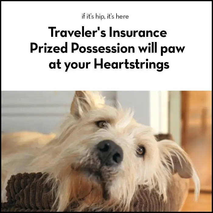 Read more about the article Traveler’s Insurance "Prized Possession" Paws at Your Heartstrings