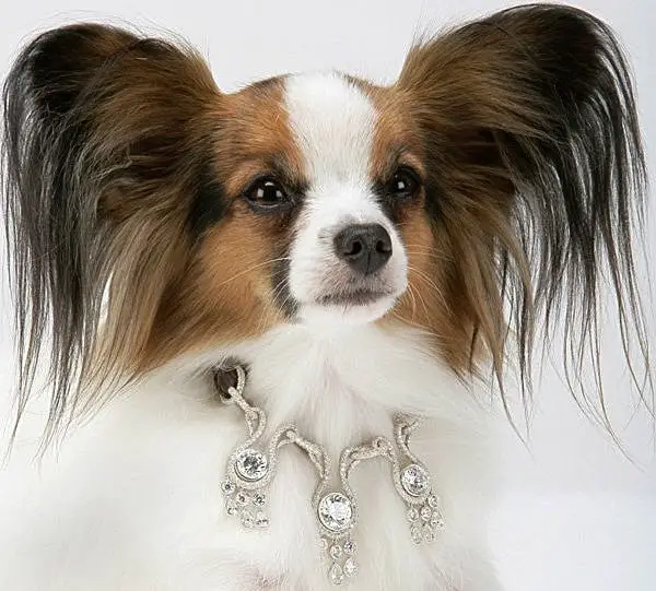 Real Diamond Dog Collars