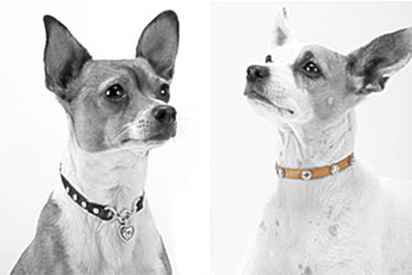 luxury dog collars