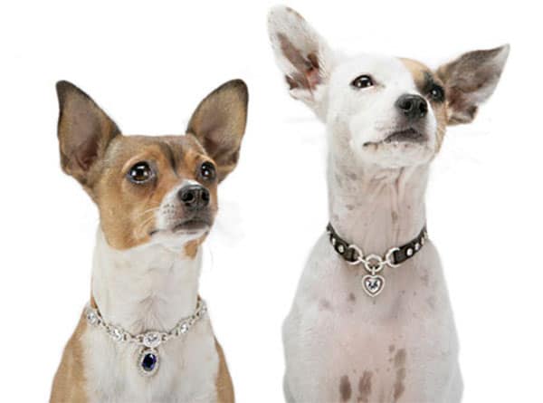 jewelled dog collars