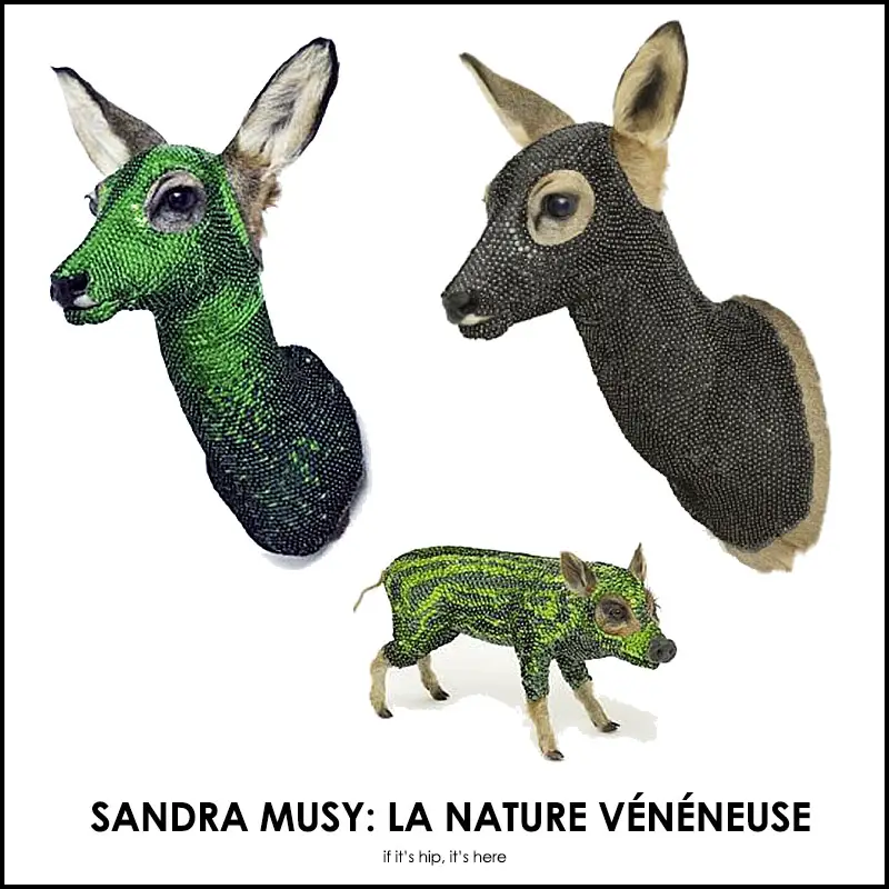 Read more about the article Sandra Musy Taxidermy Art: Dead Animals Get Decorated