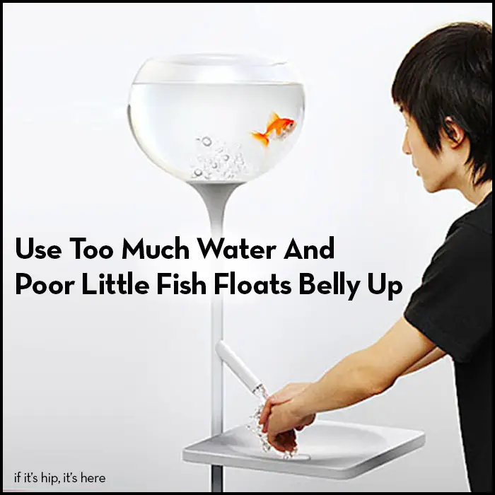 Read more about the article Use Too Much Water And Poor Little Fish Floats Belly Up.