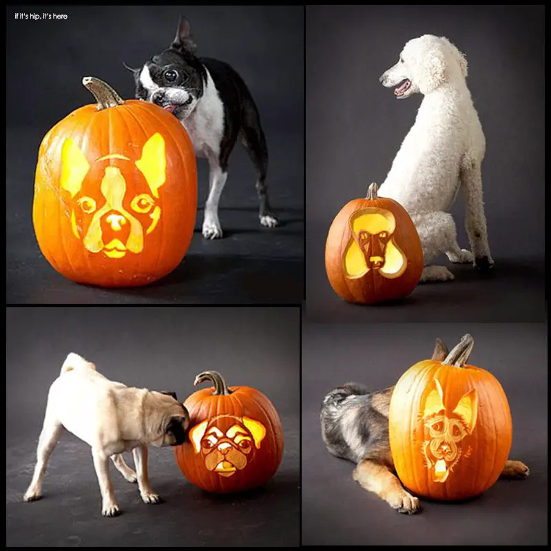 Dog breed jack-o-lanterns