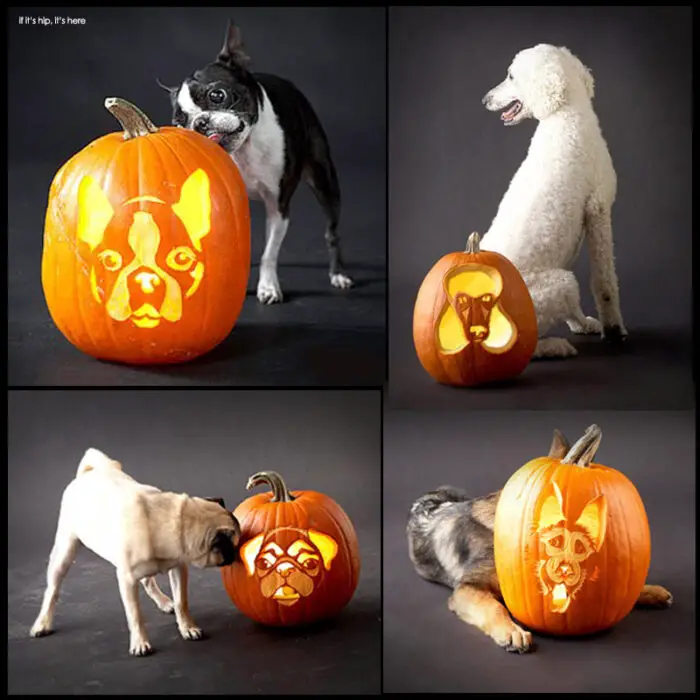 Read more about the article Dog Breed Jack-O-Lanterns, Pumpkin Carving Posts & Links For Halloween