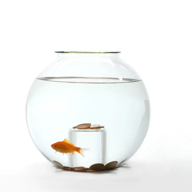 fish in fish bowl fish in fish bowl