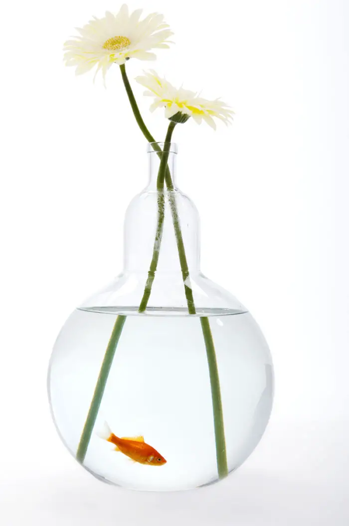25fishbowl-bottle vase