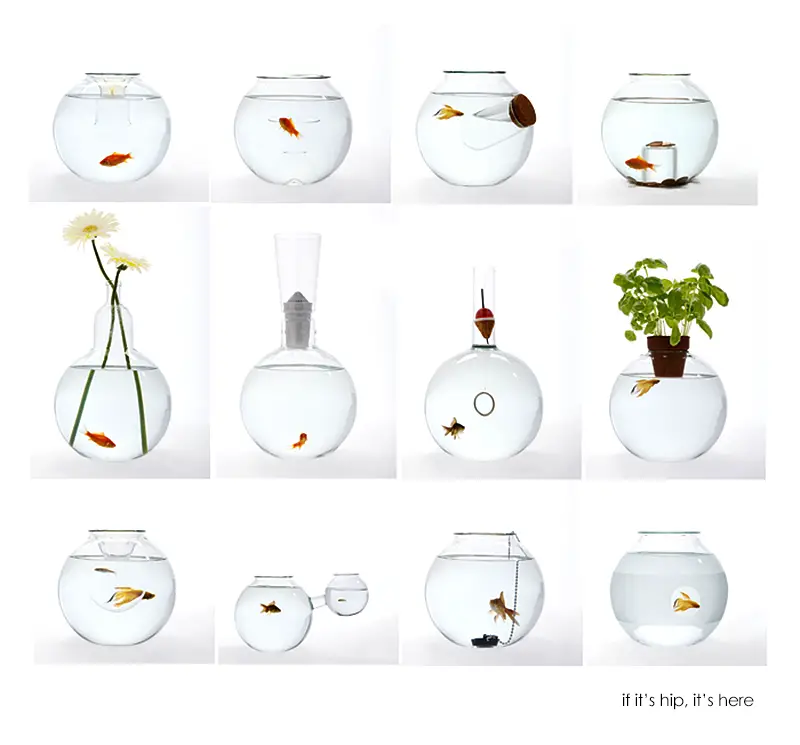 roger arquer fish bowls