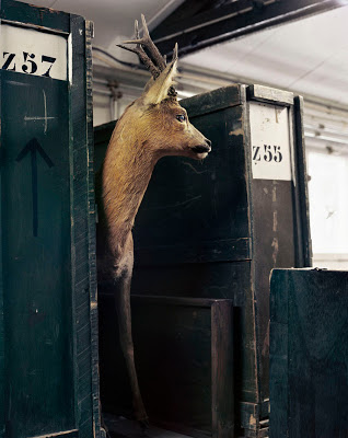 Taxidermy Photography by Danielle Van Ark