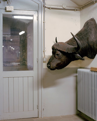 Taxidermy Photography by Danielle Van Ark