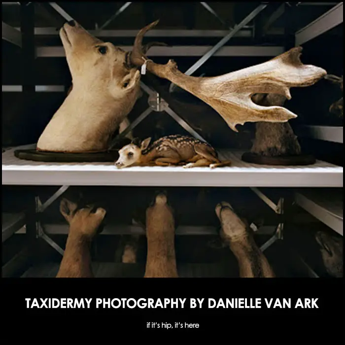 Taxidermy Photography by Danielle Van Ark