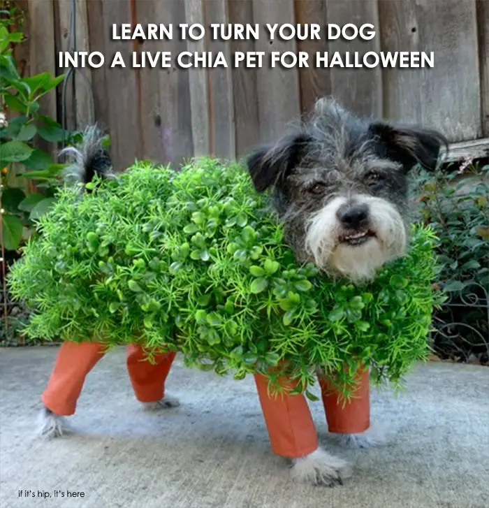 Read more about the article How To Turn Your Dog Into a Live Chia Pet This Halloween.