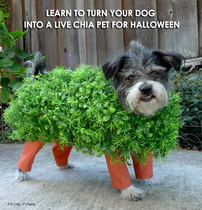 chia pet dog costume tutorial