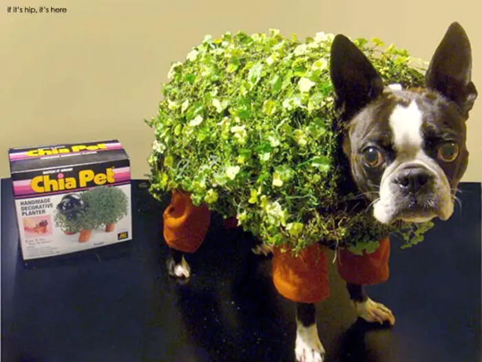 chia-pet-halloween-dog-costume