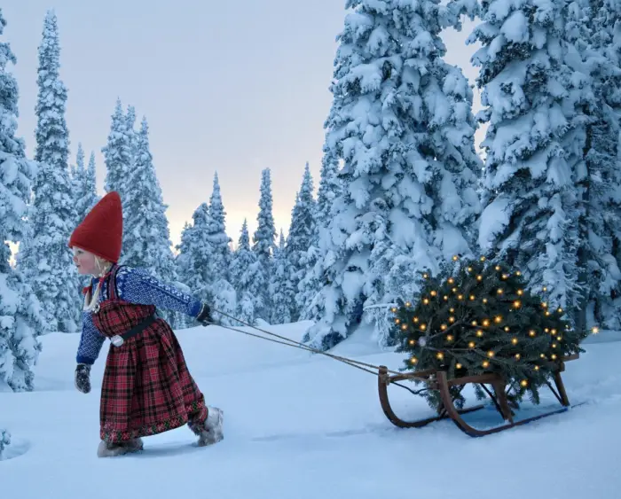 little nordic girl pulling tree on sled