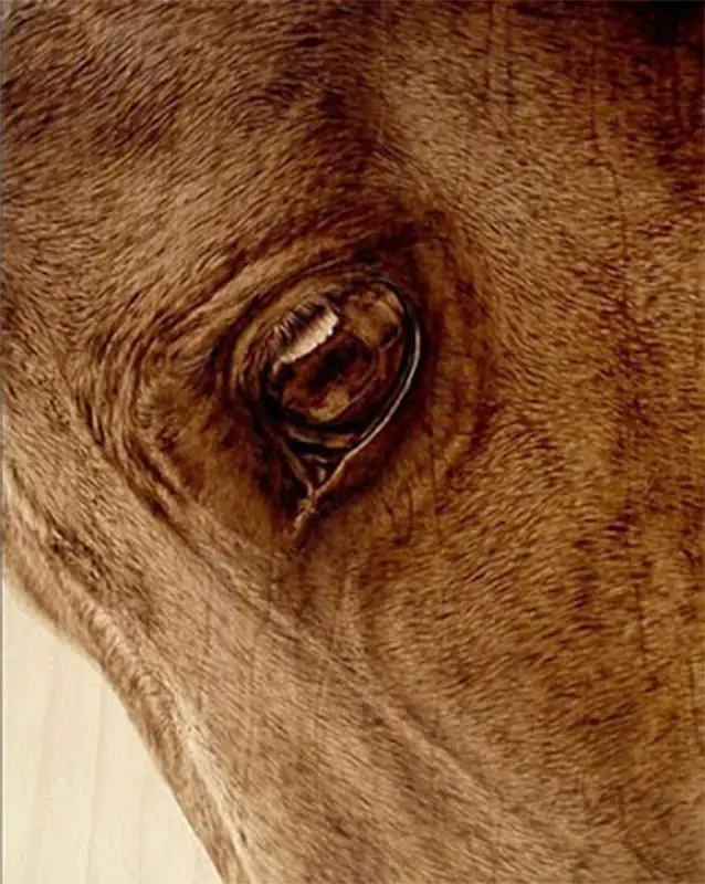 julie bender horse wood burning cu