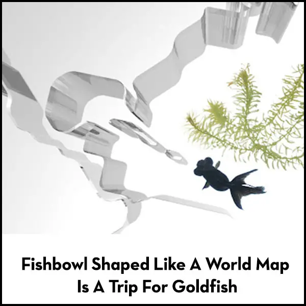 Read more about the article Fishbowl Shaped Like A World Map Is A Trip For Goldfish.