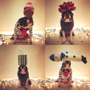 A Talented Boston Terrier Balances 25 Days Of Christmas On His Head.