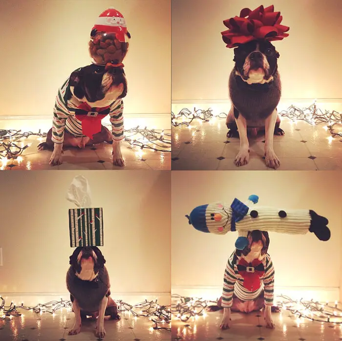 Read more about the article A Talented Boston Terrier Balances 25 Days Of Christmas On His Head.