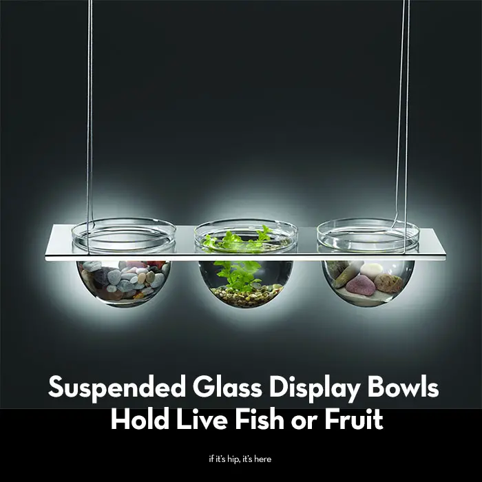 Read more about the article Suspended Glass Display Bowls From Mono Can Hold Live Fish or Fruit.