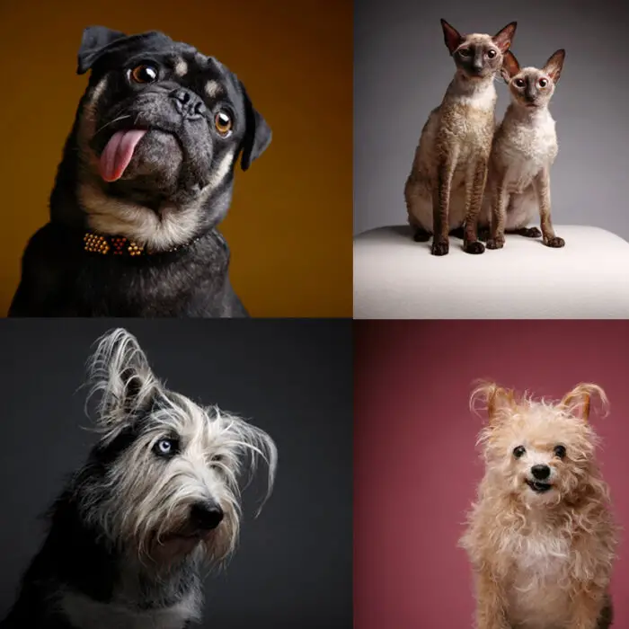 Read more about the article Great Pet Portraits Capture Goofy and Gorgeous: Furtographs