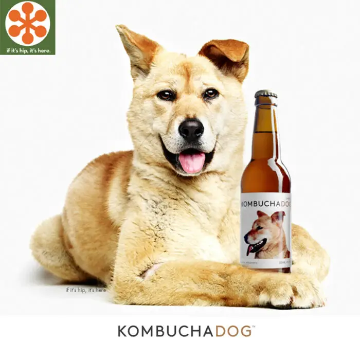 Read more about the article A Holistic Beverage Helps Homeless Dogs Find A Home: Kombucha Dog