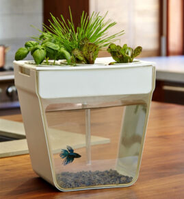 The Aquafarm Is A Self-Cleaning Fish Tank And Herb Garden In One.