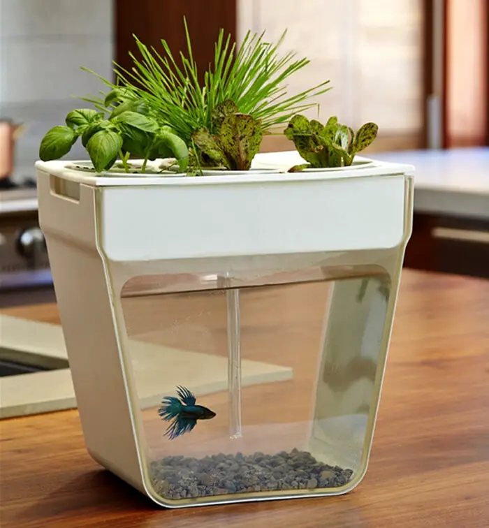 Read more about the article The Aquafarm Is A Self-Cleaning Fish Tank And Herb Garden In One.