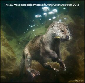 The 20 Most Incredible Photos Of Living Creatures From 2013.