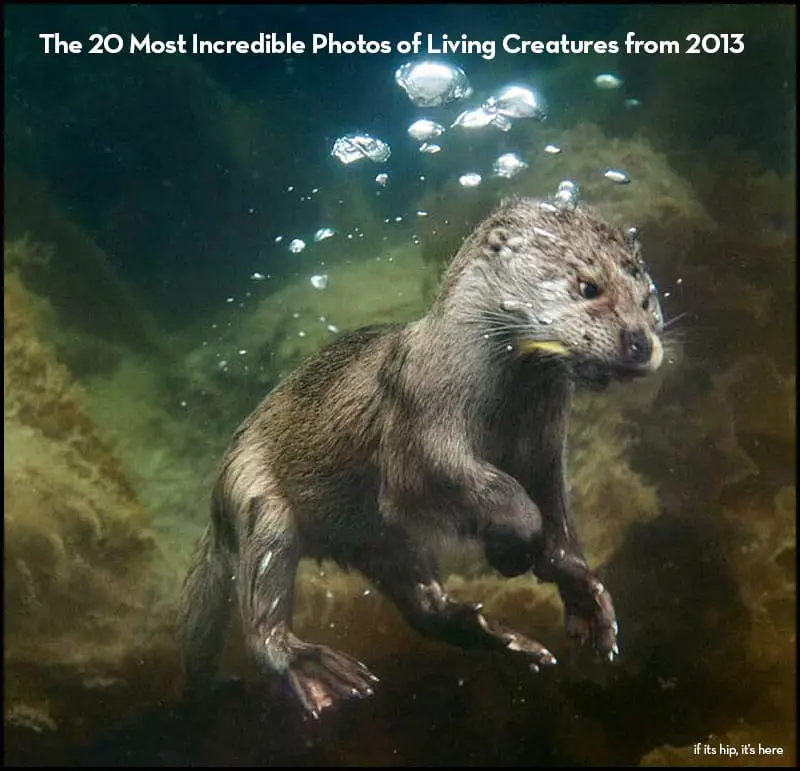 20 most incredible photos of living creatures from 2013